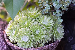 spinnfaden,houseleek,厂