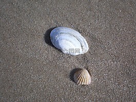 貽貝,波羅的海,海洋動物
