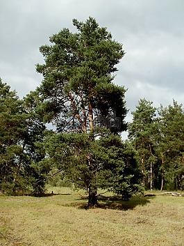 松,樟子松,樹