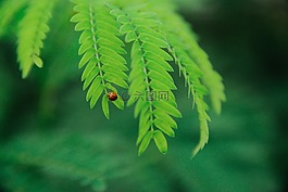 綠色,葉,植物