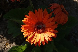 花,自然,奧拉