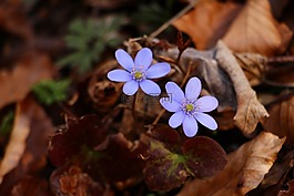 liverleaf,藍色,春