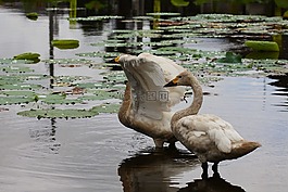 動物,湖,水禽