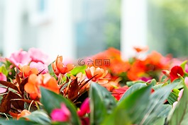 鮮花,植物,花園
