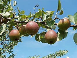 蘋(píng)果,樹(shù),草甸