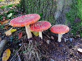 飛木耳,蘑菇,秋季