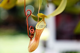 豬籠草,植物,花園