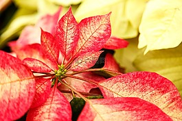植物,花園,自然