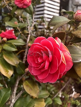 玫瑰,鮮花,紅色