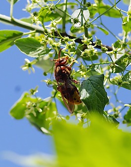 大黃蜂,昆蟲,性質(zhì)