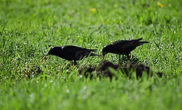 歐椋鳥,性質,草