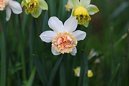 喇叭花,花,春天