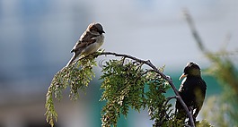 鳥,性質(zhì),草