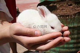 嬰兒,兔,白