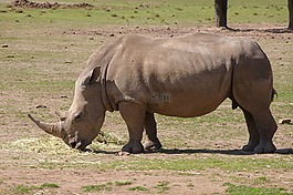 犀牛,動(dòng)物園,動(dòng)物