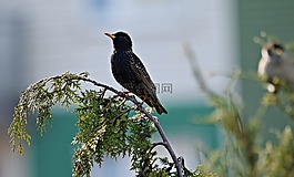鳥,性質(zhì),草