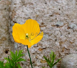 罌粟,花,開花