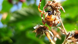 蜘蛛,昆蟲,特寫
