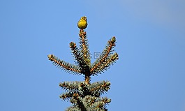 鳥,性質(zhì),草