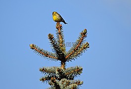 鳥,性質(zhì),草