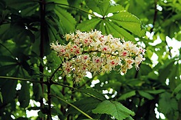 板栗樹,板栗開花,白色 rosskastanie