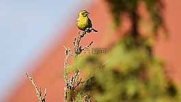 鳥,性質(zhì),草