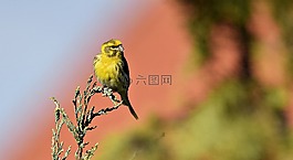 鳥,性質(zhì),草