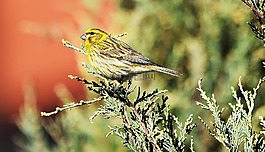 鳥(niǎo),性質(zhì),草