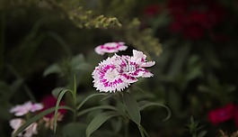 花,盛開,花瓣