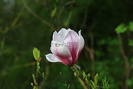 玉蘭,樹(shù),花