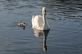 天鵝,孵出幼體,鳥
