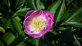 開花,花,春天