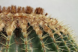 仙人掌,刺,植物