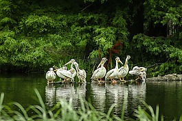 鵜鶘,湖,動(dòng)物園