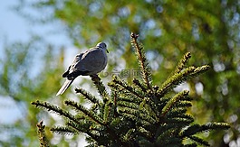 鳥,性質(zhì),草