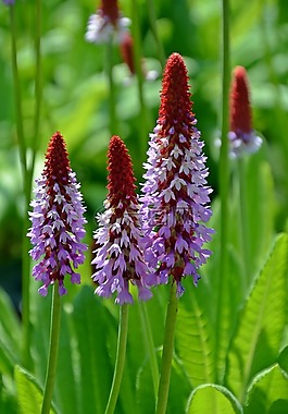 花,lupinien,兰花