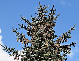 鳥,性質(zhì),草