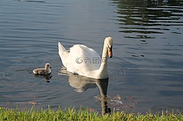 天鵝,湖,嬰兒