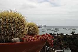 仙人掌,刺,植物