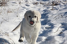 金毛尋回犬,小狗,冬天