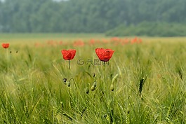 罌粟,綠色,罌粟花