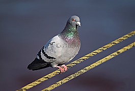 鳥,性質(zhì),草