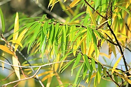 秋天的落葉,綠色,黃色