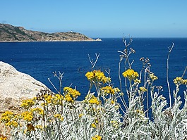 野生花卉,黃色,海