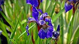虹膜,开花,蓝色