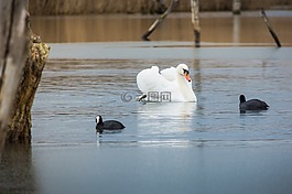 鳥,水域,湖