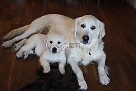 金毛尋回犬,友誼,寵物