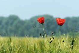 罌粟,綠色,罌粟花