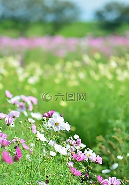 景觀,植物,鮮花