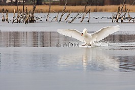水域,鳥,性質(zhì)